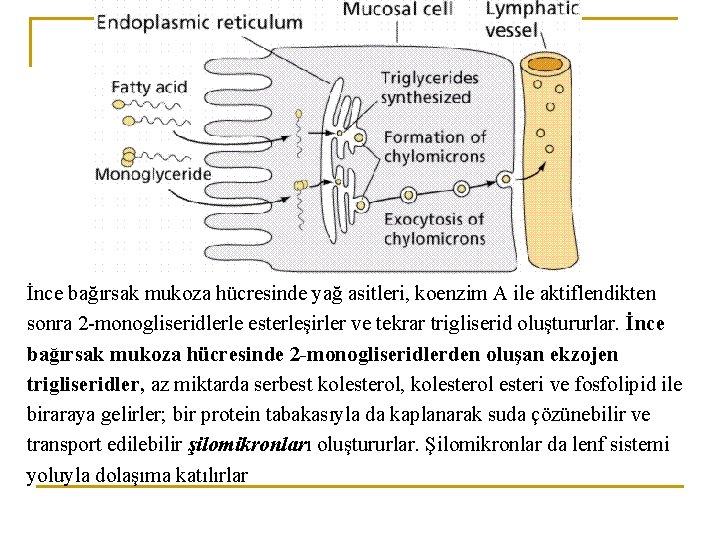 İnce bağırsak mukoza hücresinde yağ asitleri, koenzim A ile aktiflendikten sonra 2 -monogliseridlerle esterleşirler