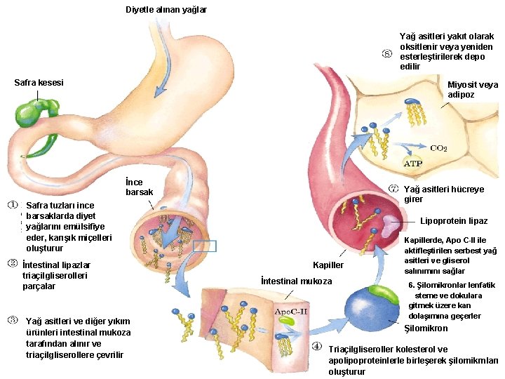 Diyetle alınan yağlar Yağ asitleri yakıt olarak oksitlenir veya yeniden esterleştirilerek depo edilir Safra