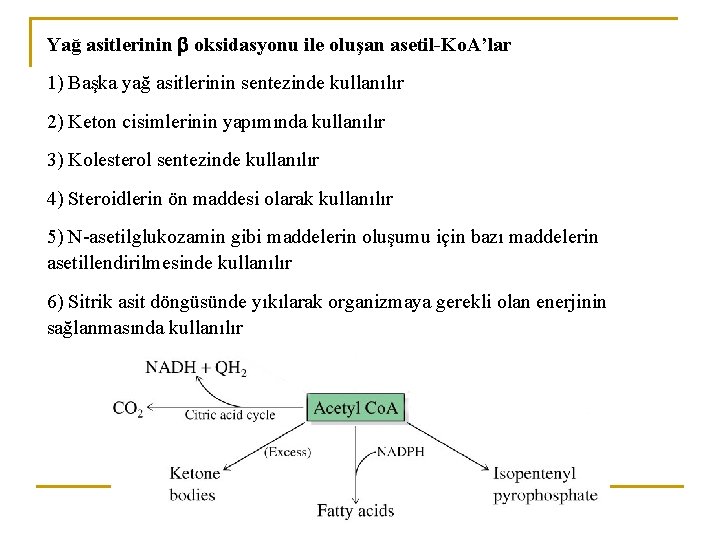 Yağ asitlerinin oksidasyonu ile oluşan asetil-Ko. A’lar 1) Başka yağ asitlerinin sentezinde kullanılır 2)