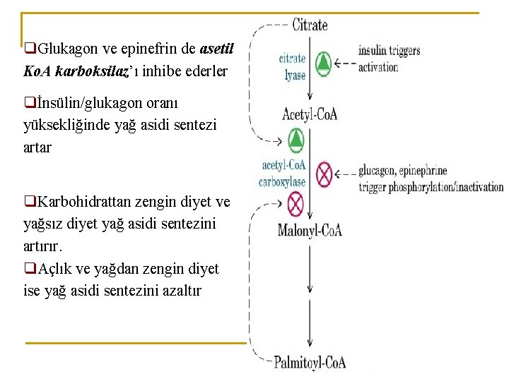 q. Glukagon ve epinefrin de asetil Ko. A karboksilaz’ı inhibe ederler qİnsülin/glukagon oranı yüksekliğinde