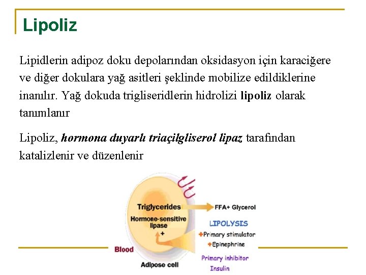 Lipoliz Lipidlerin adipoz doku depolarından oksidasyon için karaciğere ve diğer dokulara yağ asitleri şeklinde