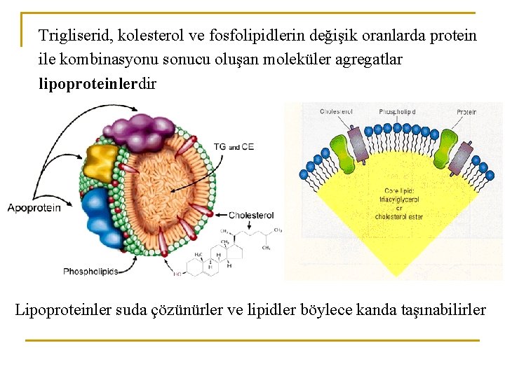 Trigliserid, kolesterol ve fosfolipidlerin değişik oranlarda protein ile kombinasyonu sonucu oluşan moleküler agregatlar lipoproteinlerdir