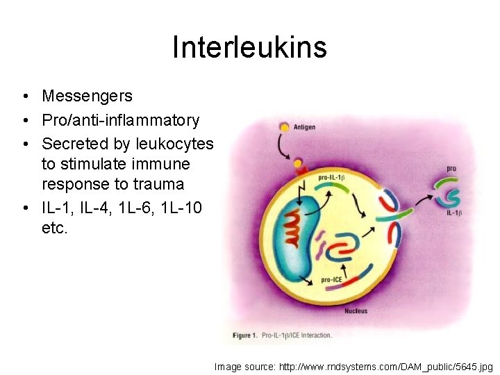 Interleukins • Messengers • Pro/anti-inflammatory • Secreted by leukocytes to stimulate immune response to