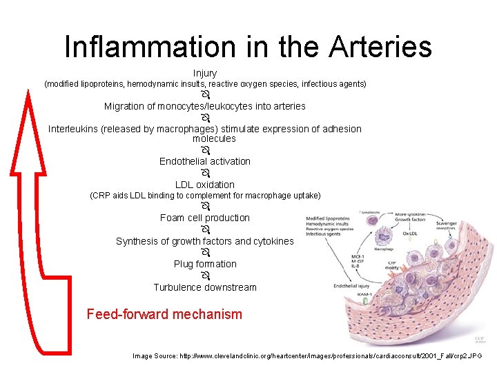 Inflammation in the Arteries Injury (modified lipoproteins, hemodynamic insults, reactive oxygen species, infectious agents)