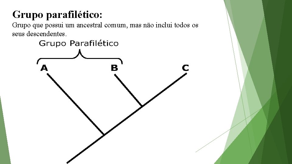 Grupo parafilético: Grupo que possui um ancestral comum, mas não inclui todos os seus