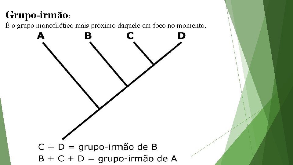 Grupo-irmão: É o grupo monofilético mais próximo daquele em foco no momento. 