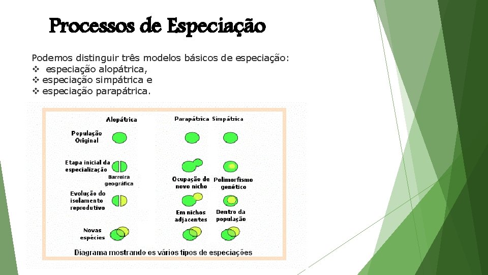 Processos de Especiação Podemos distinguir três modelos básicos de especiação: v especiação alopátrica, v