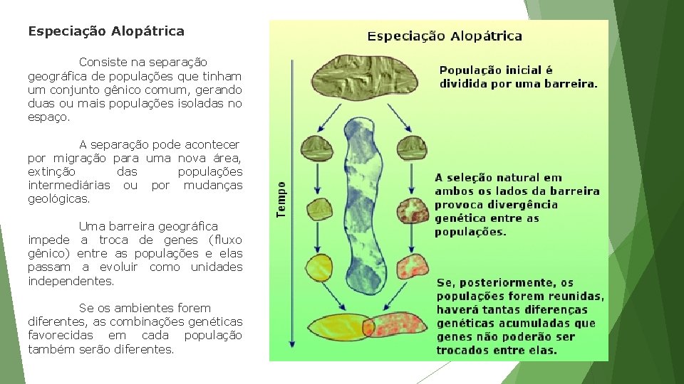 Especiação Alopátrica Consiste na separação geográfica de populações que tinham um conjunto gênico comum,