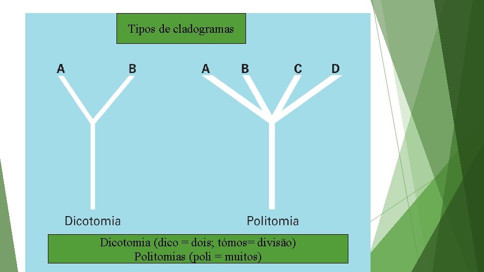 Tipos de cladogramas Dicotomia (dico = dois; tómos= divisão) Politomias (poli = muitos) 