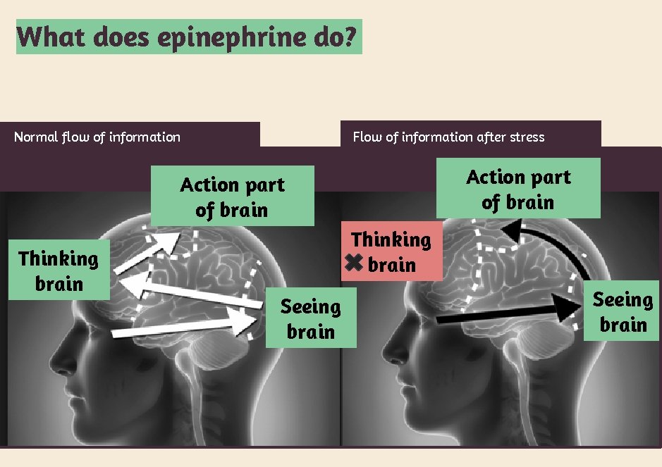 What does epinephrine do? Normal flow of information Flow of information after stress Action