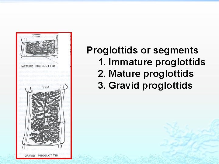 Proglottids or segments 1. Immature proglottids 2. Mature proglottids 3. Gravid proglottids 