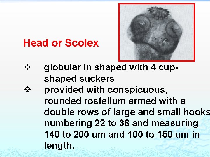 Head or Scolex v v globular in shaped with 4 cupshaped suckers provided with