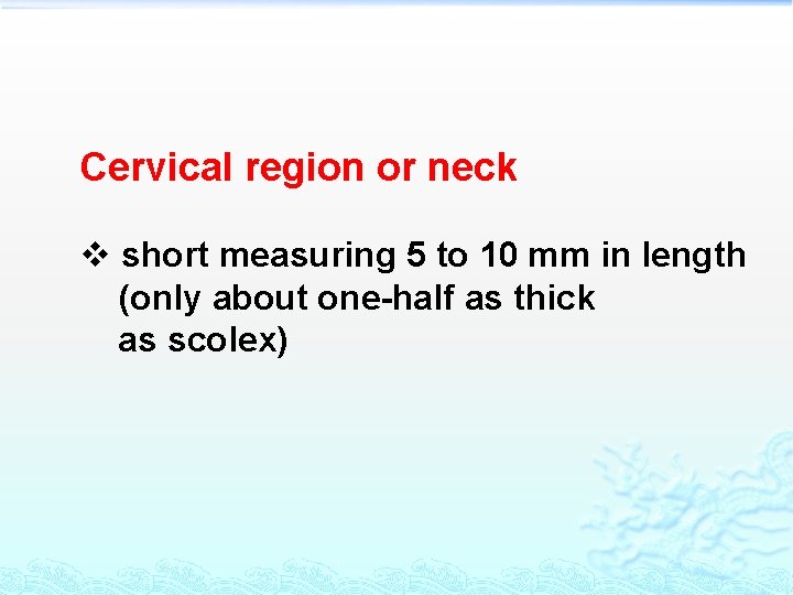 Cervical region or neck v short measuring 5 to 10 mm in length (only