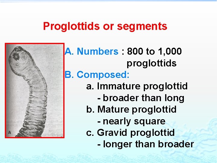 Proglottids or segments A. Numbers : 800 to 1, 000 proglottids B. Composed: a.