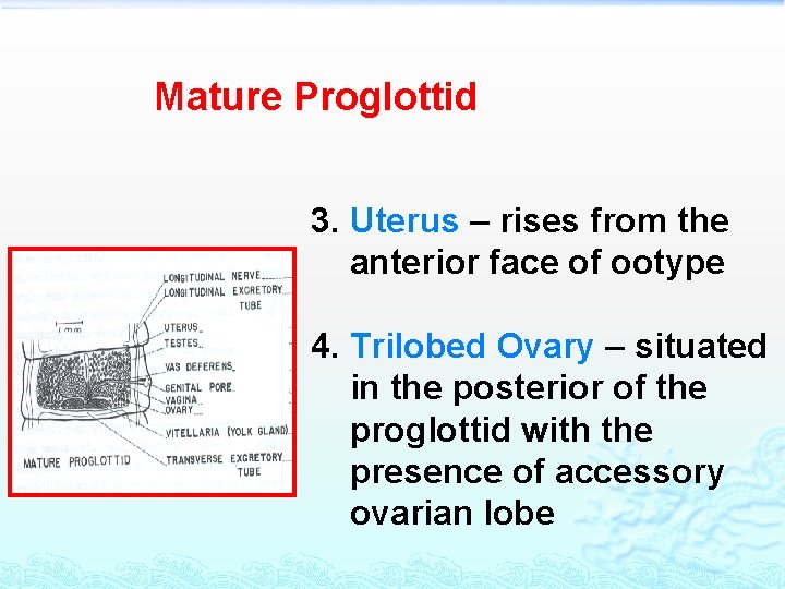 Mature Proglottid 3. Uterus – rises from the anterior face of ootype 4. Trilobed