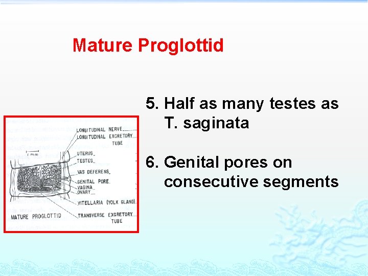 Mature Proglottid 5. Half as many testes as T. saginata 6. Genital pores on Mature Proglottid 5. Half as many testes as T. saginata 6. Genital pores on