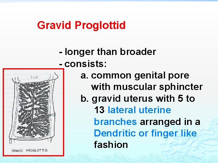 Gravid Proglottid - longer than broader - consists: a. common genital pore with muscular