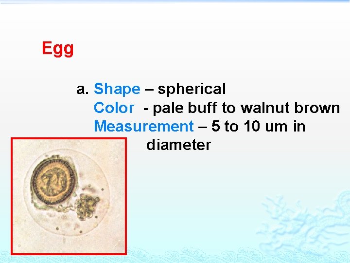 Egg a. Shape – spherical Color - pale buff to walnut brown Measurement –