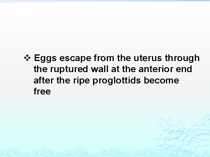 v Eggs escape from the uterus through the ruptured wall at the anterior end v Eggs escape from the uterus through the ruptured wall at the anterior end