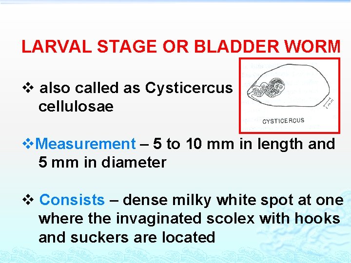 LARVAL STAGE OR BLADDER WORM v also called as Cysticercus cellulosae v. Measurement –