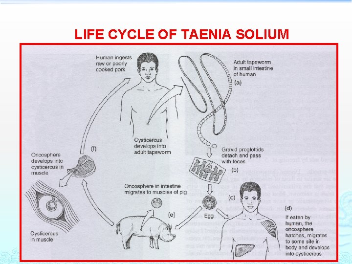 LIFE CYCLE OF TAENIA SOLIUM 