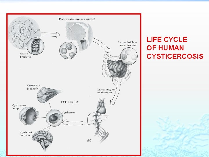 LIFE CYCLE OF HUMAN CYSTICERCOSIS 