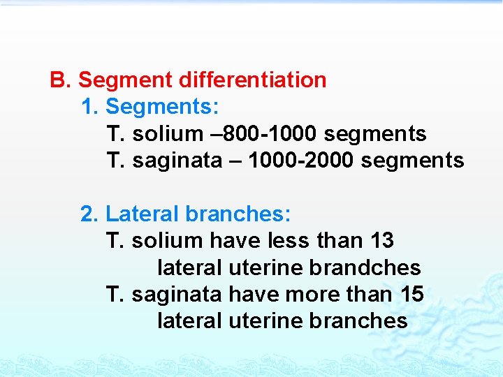 B. Segment differentiation 1. Segments: T. solium – 800 -1000 segments T. saginata –