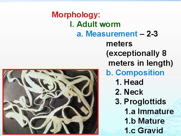 Morphology: I. Adult worm a. Measurement – 2 -3 meters (exceptionally 8 meters in