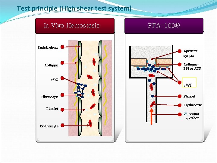 Test principle (High shear test system) In Vivo Hemostasis Endothelium Collagen PFA-100® Aperture 150