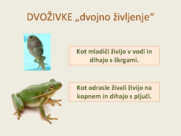 DVOŽIVKE „dvojno življenje“ Kot mladiči živijo v vodi in dihajo s škrgami. Kot odrasle