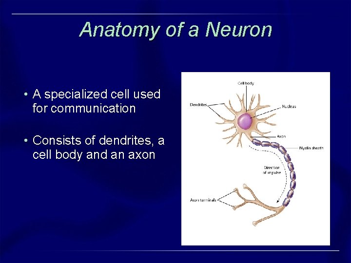 Anatomy of a Neuron • A specialized cell used for communication • Consists of Anatomy of a Neuron • A specialized cell used for communication • Consists of