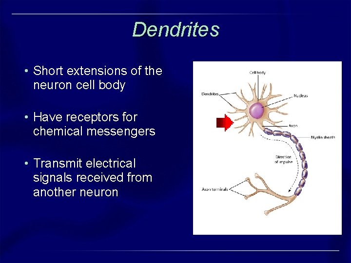 Dendrites • Short extensions of the neuron cell body • Have receptors for chemical Dendrites • Short extensions of the neuron cell body • Have receptors for chemical