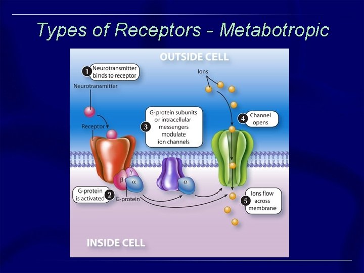 Types of Receptors - Metabotropic Types of Receptors - Metabotropic