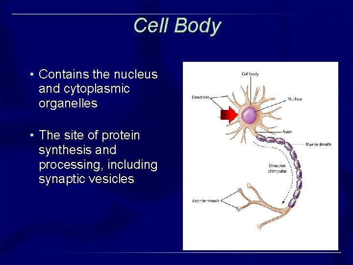 Cell Body • Contains the nucleus and cytoplasmic organelles • The site of protein Cell Body • Contains the nucleus and cytoplasmic organelles • The site of protein