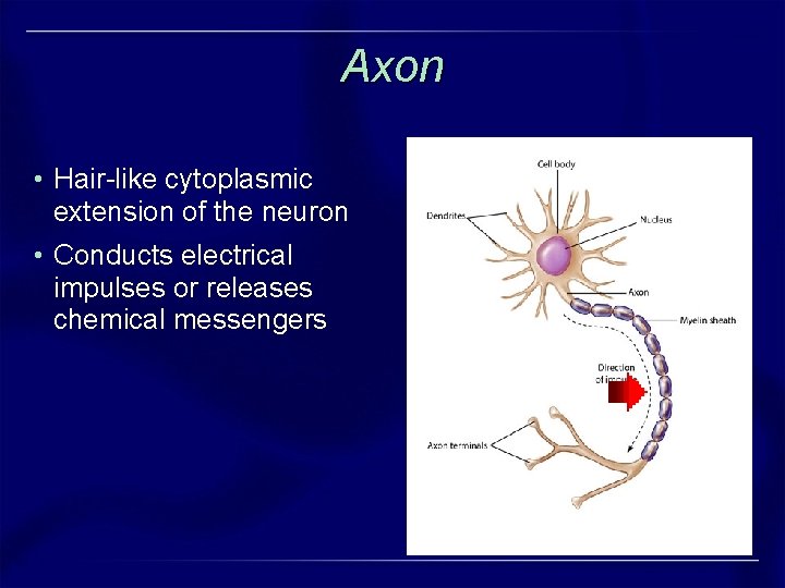 Axon • Hair-like cytoplasmic extension of the neuron • Conducts electrical impulses or releases Axon • Hair-like cytoplasmic extension of the neuron • Conducts electrical impulses or releases