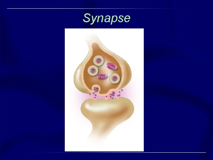 Synapse Synapse