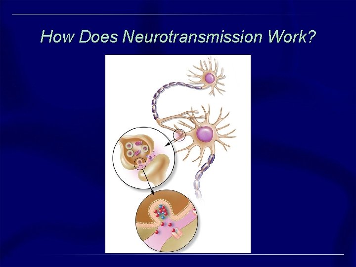 How Does Neurotransmission Work? How Does Neurotransmission Work?