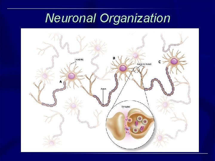 Neuronal Organization Neuronal Organization