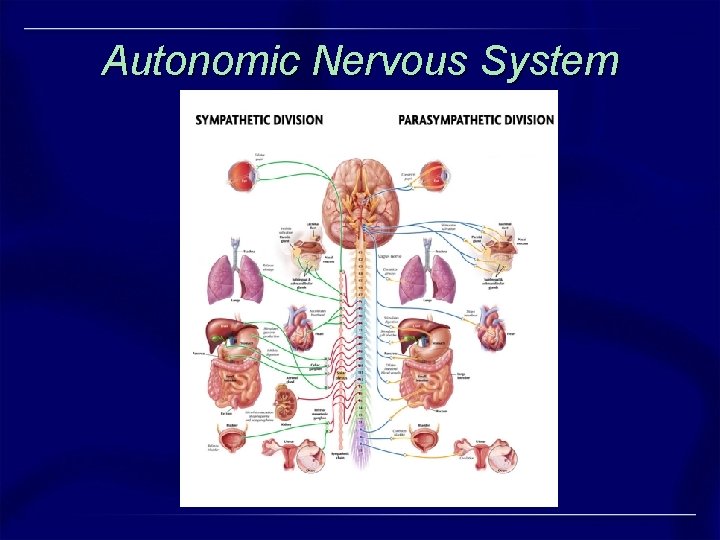 Autonomic Nervous System Autonomic Nervous System