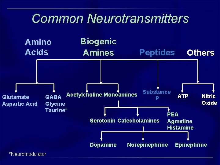 Common Neurotransmitters Biogenic Amines Amino Acids Glutamate Aspartic Acid Peptides GABA Acetylcholine Monoamines Glycine Common Neurotransmitters Biogenic Amines Amino Acids Glutamate Aspartic Acid Peptides GABA Acetylcholine Monoamines Glycine