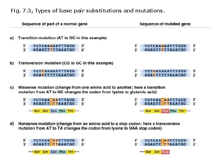 Fig. 7. 3, Types of base pair substitutions and mutations. Fig. 7. 3, Types of base pair substitutions and mutations.