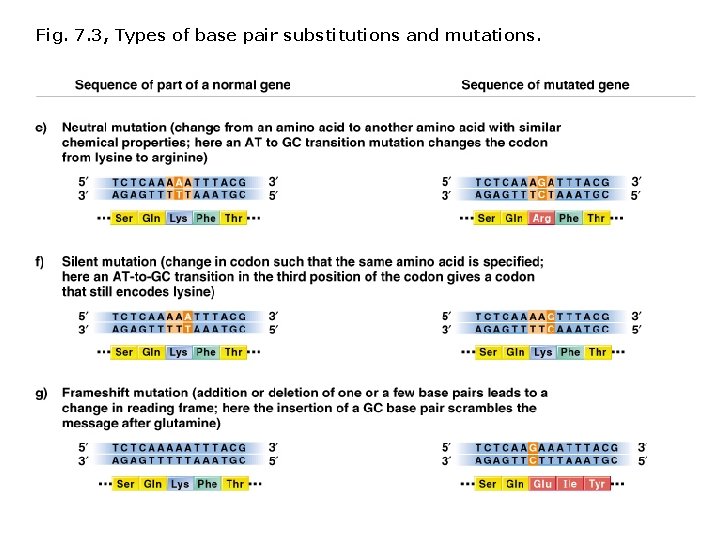 Fig. 7. 3, Types of base pair substitutions and mutations. Fig. 7. 3, Types of base pair substitutions and mutations.