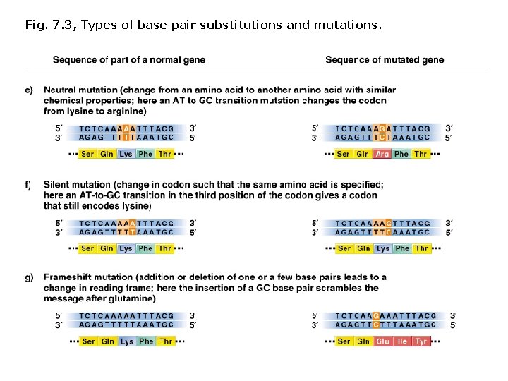 Fig. 7. 3, Types of base pair substitutions and mutations. 