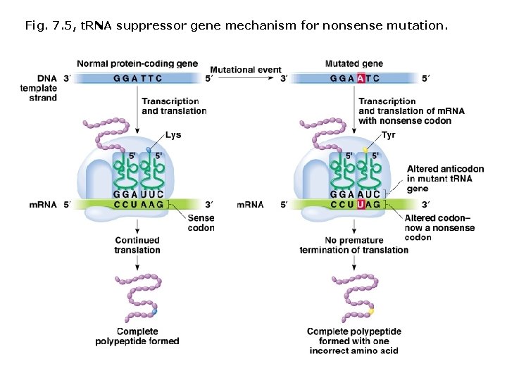 Fig. 7. 5, t. RNA suppressor gene mechanism for nonsense mutation. 