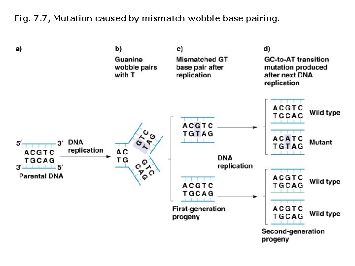 Fig. 7. 7, Mutation caused by mismatch wobble base pairing. Fig. 7. 7, Mutation caused by mismatch wobble base pairing.