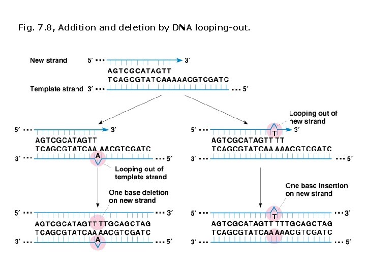 Fig. 7. 8, Addition and deletion by DNA looping-out. Fig. 7. 8, Addition and deletion by DNA looping-out.