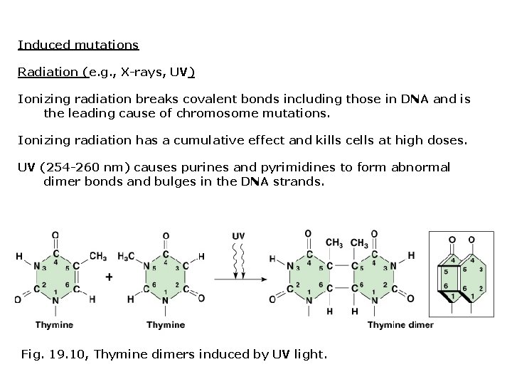 Induced mutations Radiation (e. g. , X-rays, UV) Ionizing radiation breaks covalent bonds including