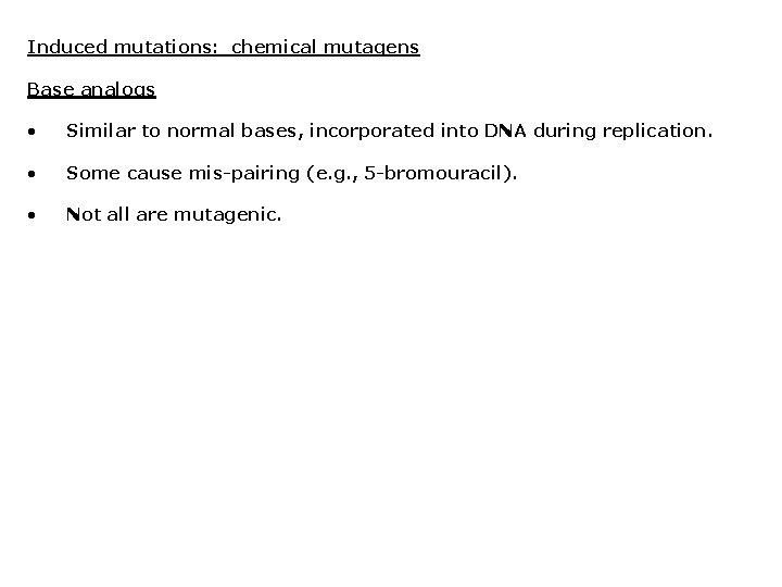 Induced mutations: chemical mutagens Base analogs • Similar to normal bases, incorporated into DNA