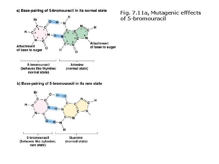 Fig. 7. 11 a, Mutagenic efffects of 5 -bromouracil 