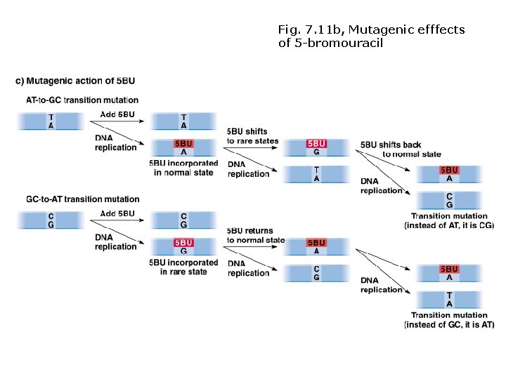 Fig. 7. 11 b, Mutagenic efffects of 5 -bromouracil Fig. 7. 11 b, Mutagenic efffects of 5 -bromouracil